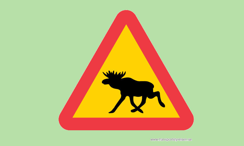 Vorsicht, Elch! – Richtiges Verhalten bei Wildunfällen in Schweden