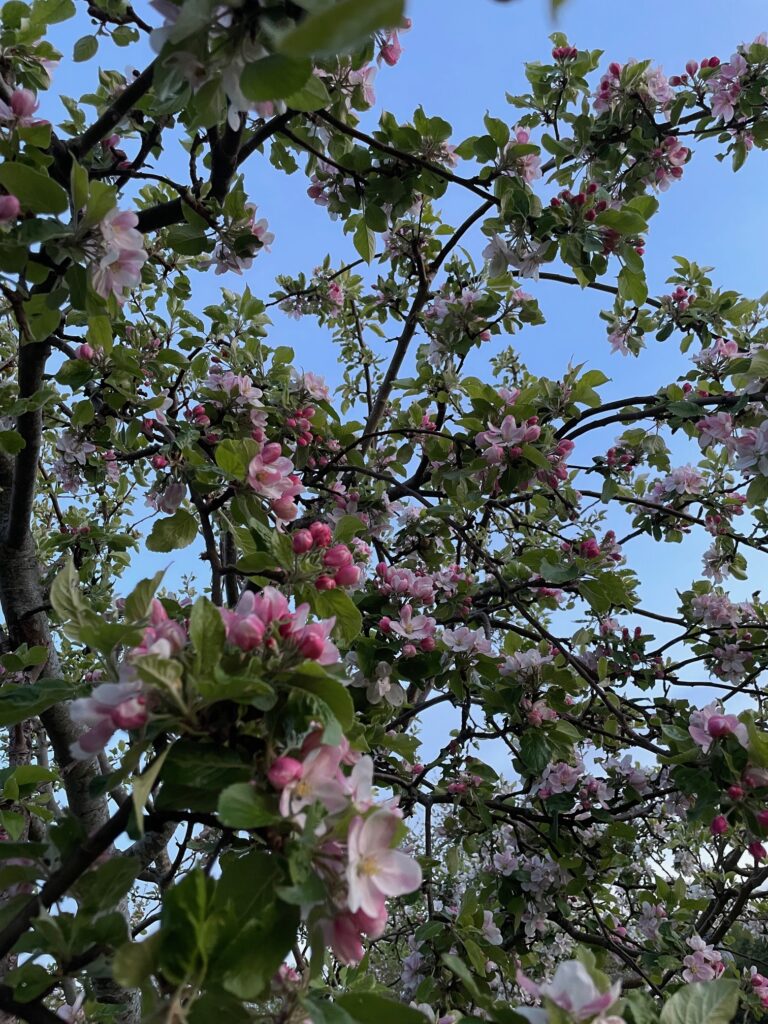 Frühling in Schweden: blühender Apfelbaum im Mai